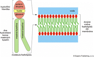 http://www.mojechemie.cz/images/thumb/Fosfolipidova_membrana.png/400px-Fosfolipidova_membrana.png