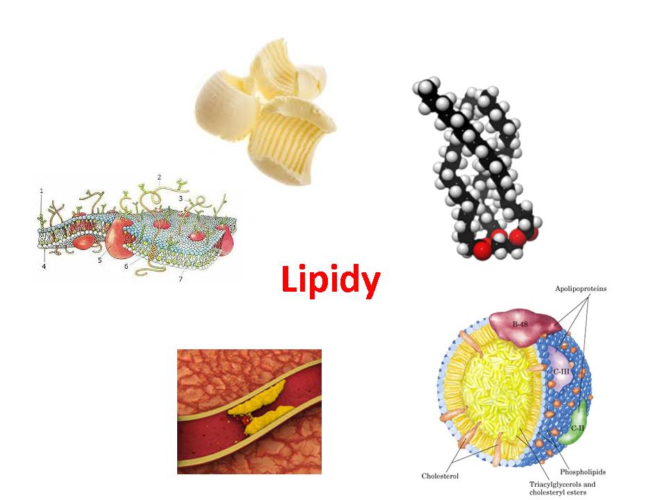 lipidy